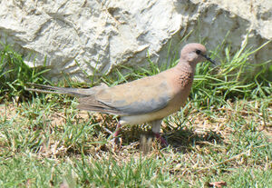 Laughing Dove