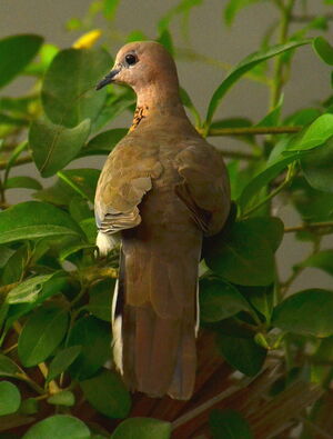 Laughing Dove