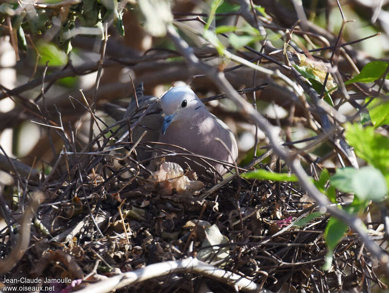 Eared Doveadult, habitat, Reproduction-nesting