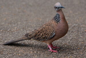 Spotted Dove