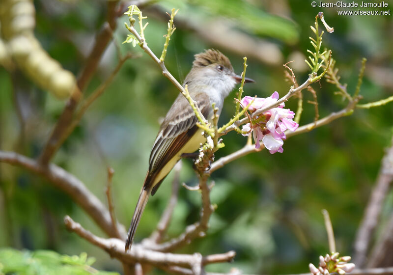 Grenada Flycatcher