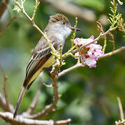 Grenada Flycatcher
