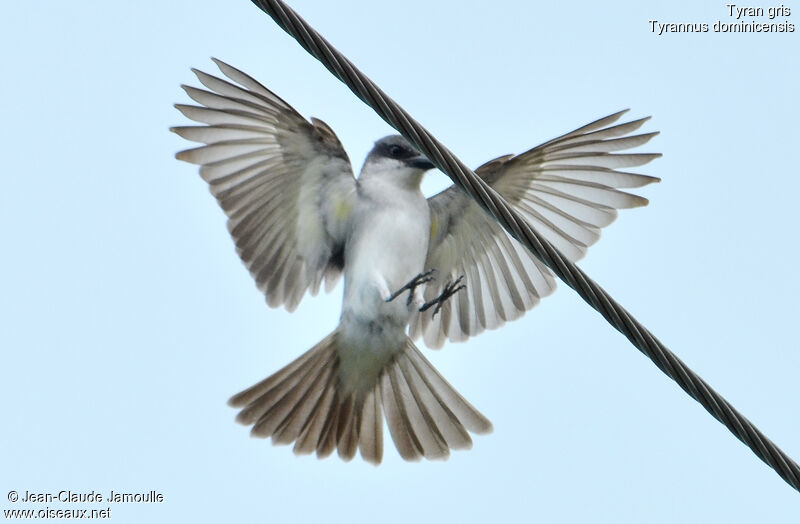 Grey Kingbird, Flight, Behaviour