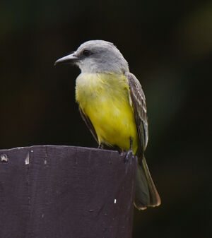 Tropical Kingbird