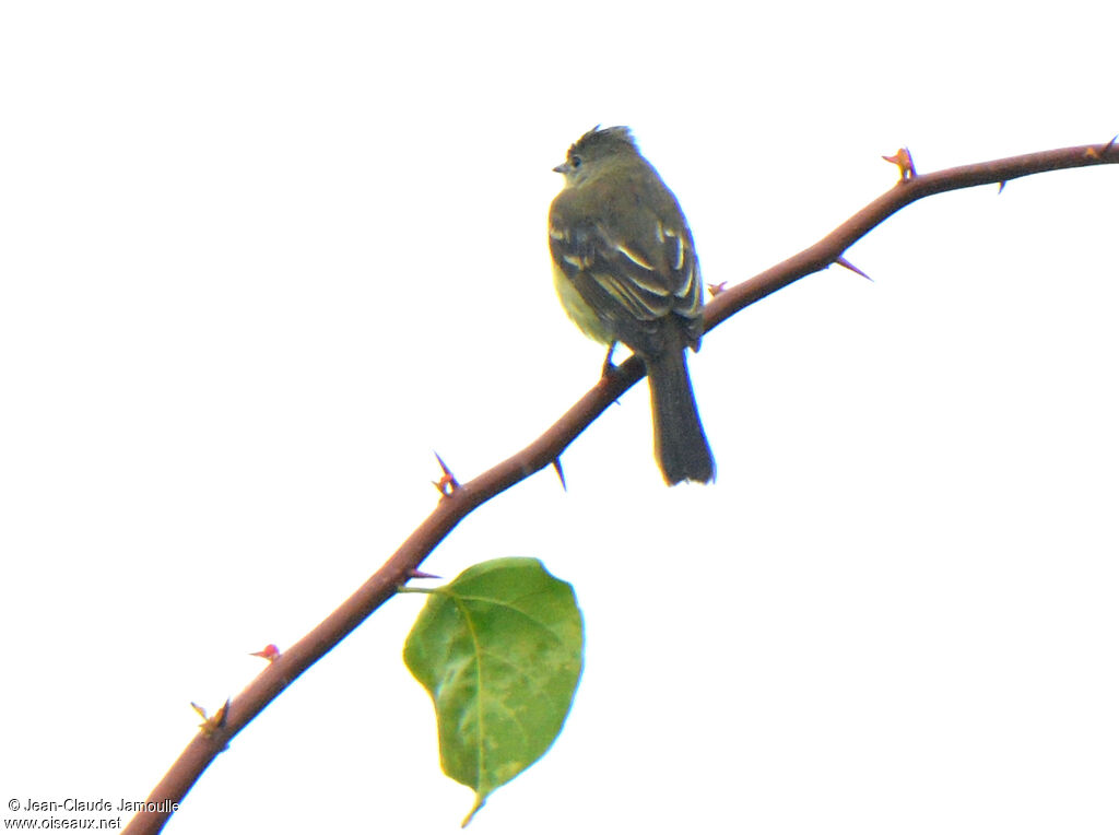 Southern Beardless Tyrannulet