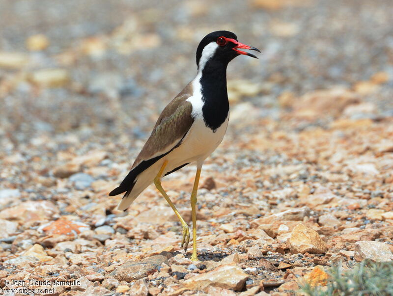 Red-wattled Lapwing, song, Behaviour