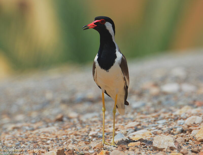 Red-wattled Lapwing, song, Behaviour