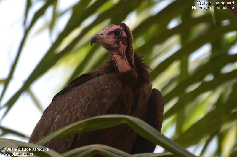 Hooded Vulturejuvenile, Behaviour