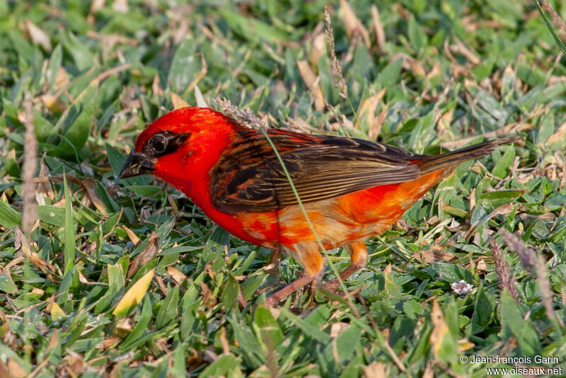 Red Fody male