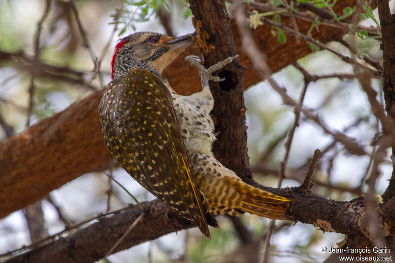 Nubian Woodpecker male