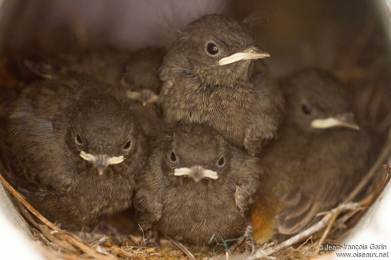 Black Redstart, Reproduction-nesting