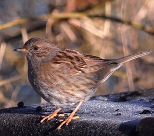 Dunnock 
&copy; Jean-Louis Corsin