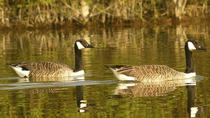 Canada Goose