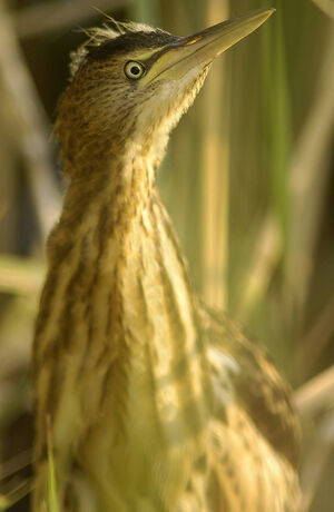 Little Bittern