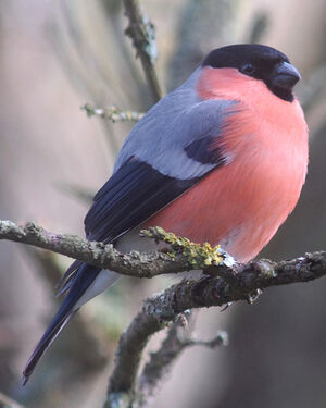 Eurasian Bullfinch 
&copy; Jean-Louis Corsin