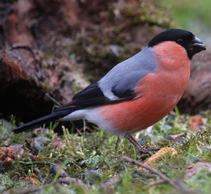 Eurasian Bullfinch 
&copy; Jean-Louis Corsin