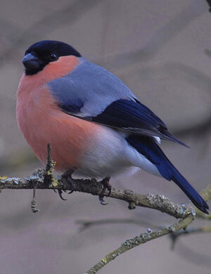 Eurasian Bullfinch 
&copy; Jean-Louis Corsin