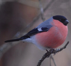Eurasian Bullfinch 
&copy; Jean-Louis Corsin
