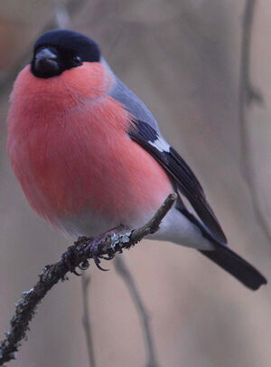 Eurasian Bullfinch 
&copy; Jean-Louis Corsin