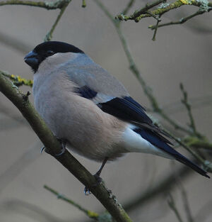 Eurasian Bullfinch 
&copy; Jean-Louis Corsin