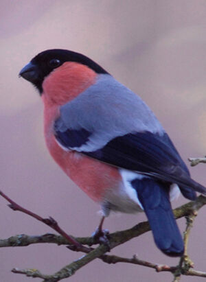 Eurasian Bullfinch 
&copy; Jean-Louis Corsin