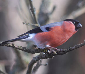 Eurasian Bullfinch 
&copy; Jean-Louis Corsin
