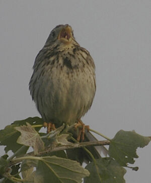 Corn Bunting