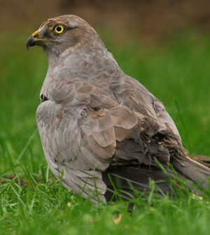 Montagu's Harrier