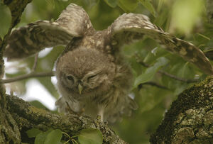 Little Owl