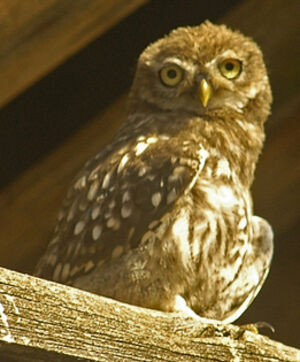 Little Owl