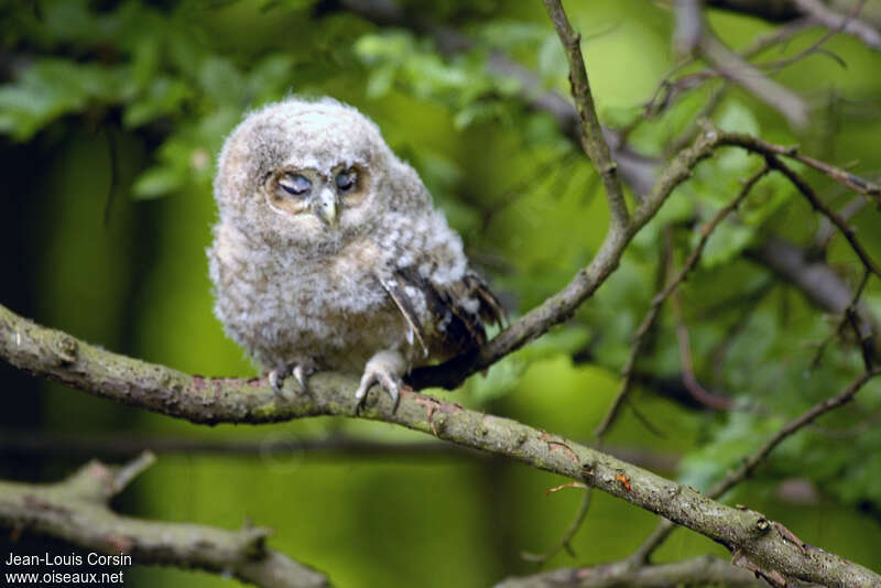 Tawny Owlimmature