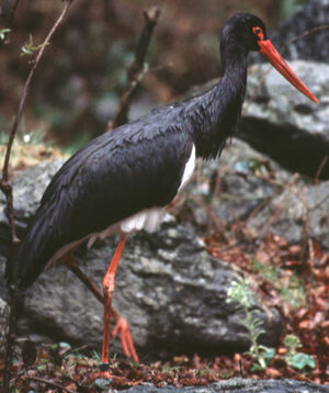 Cigogne noire