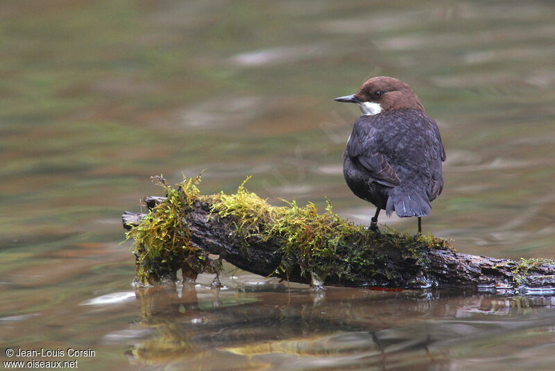 White-throated Dipper male adult