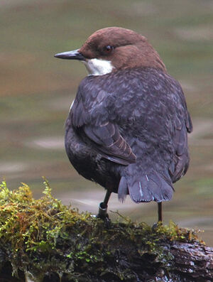 White-throated Dipper
