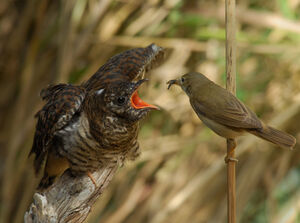 Common Cuckoo