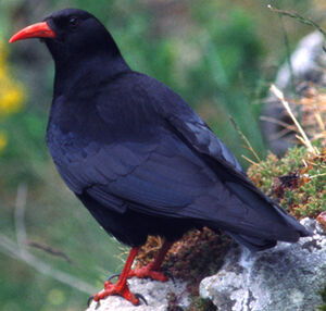 Crave � bec rouge