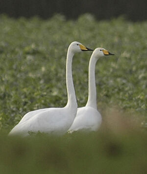 Whooper Swan