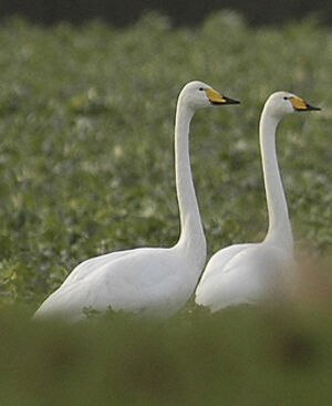 Whooper Swan
