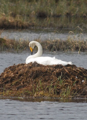 Whooper Swan