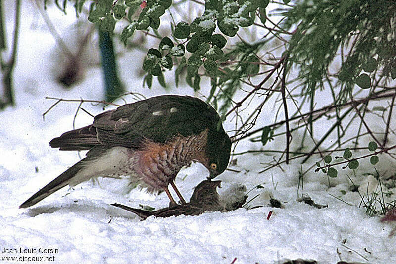 Eurasian Sparrowhawk male adult, pigmentation, feeding habits, eats