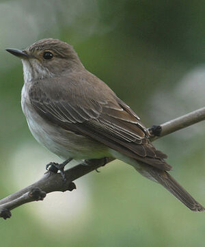 Spotted Flycatcher 
&copy; Jean-Louis Corsin