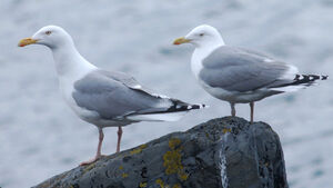 European Herring Gull 
&copy; Jean-Louis Corsin