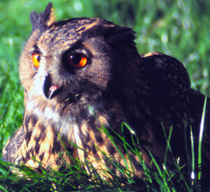 Eurasian Eagle-Owl 
&copy; Jean-Louis Corsin