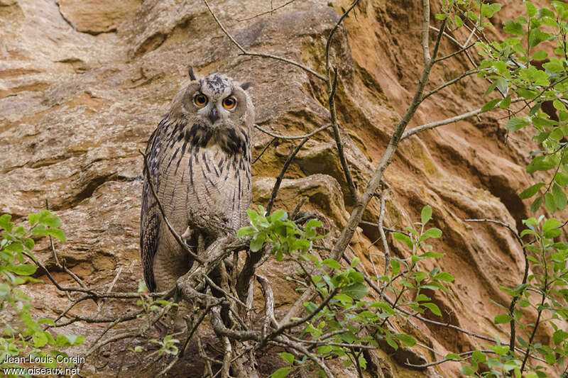 Eurasian Eagle-Owl, habitat