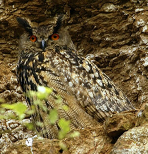 Eurasian Eagle-Owl 
&copy; Jean-Louis Corsin