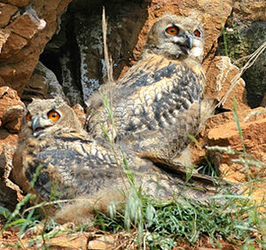 Eurasian Eagle-Owl 
&copy; Jean-Louis Corsin