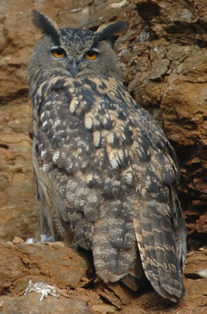 Eurasian Eagle-Owl 
&copy; Jean-Louis Corsin