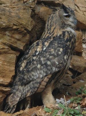 Eurasian Eagle-Owl 
&copy; Jean-Louis Corsin