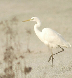 Great Egret