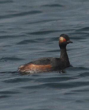 Black-necked Grebe